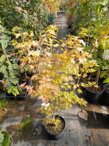 Acer palmatum summer gold - acer,