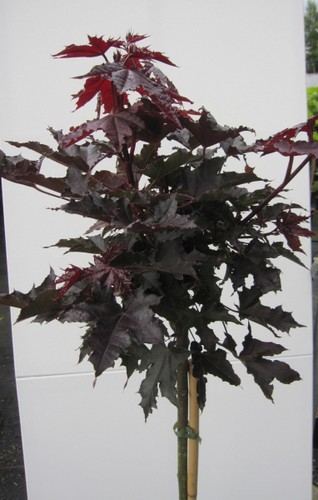 Hochstamm spitzahorn crimson - hochstamm,