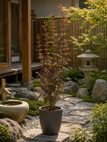 Japanischer ahorn fächerahorn - japanischer,