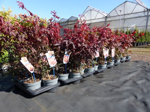 Ahorn acer palmatum - ahorn,