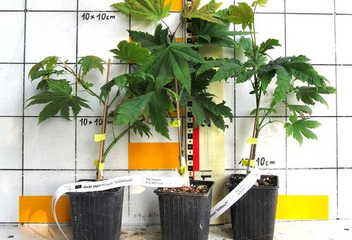 Acer japonicum vitifolium - acer,