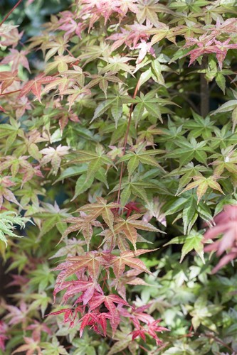Acer palmatum deshojo - acer, 'deshojo'