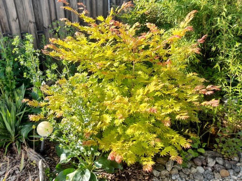 Acer shirasawanum moonrise - acer,