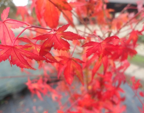 Japanischer fächerahorn acer - japanischer,