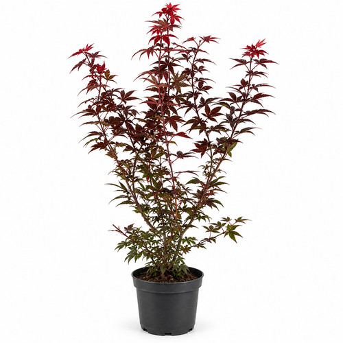 Japanischer ahorn acer - japanischer,