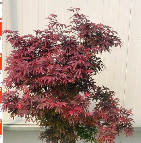 Roter fächerahorn acer - roter,