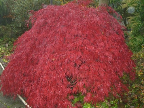 Japanischer schlitzahorn - japanischer,