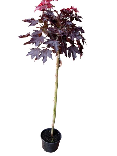 Blutahorn acer crimson - acer,